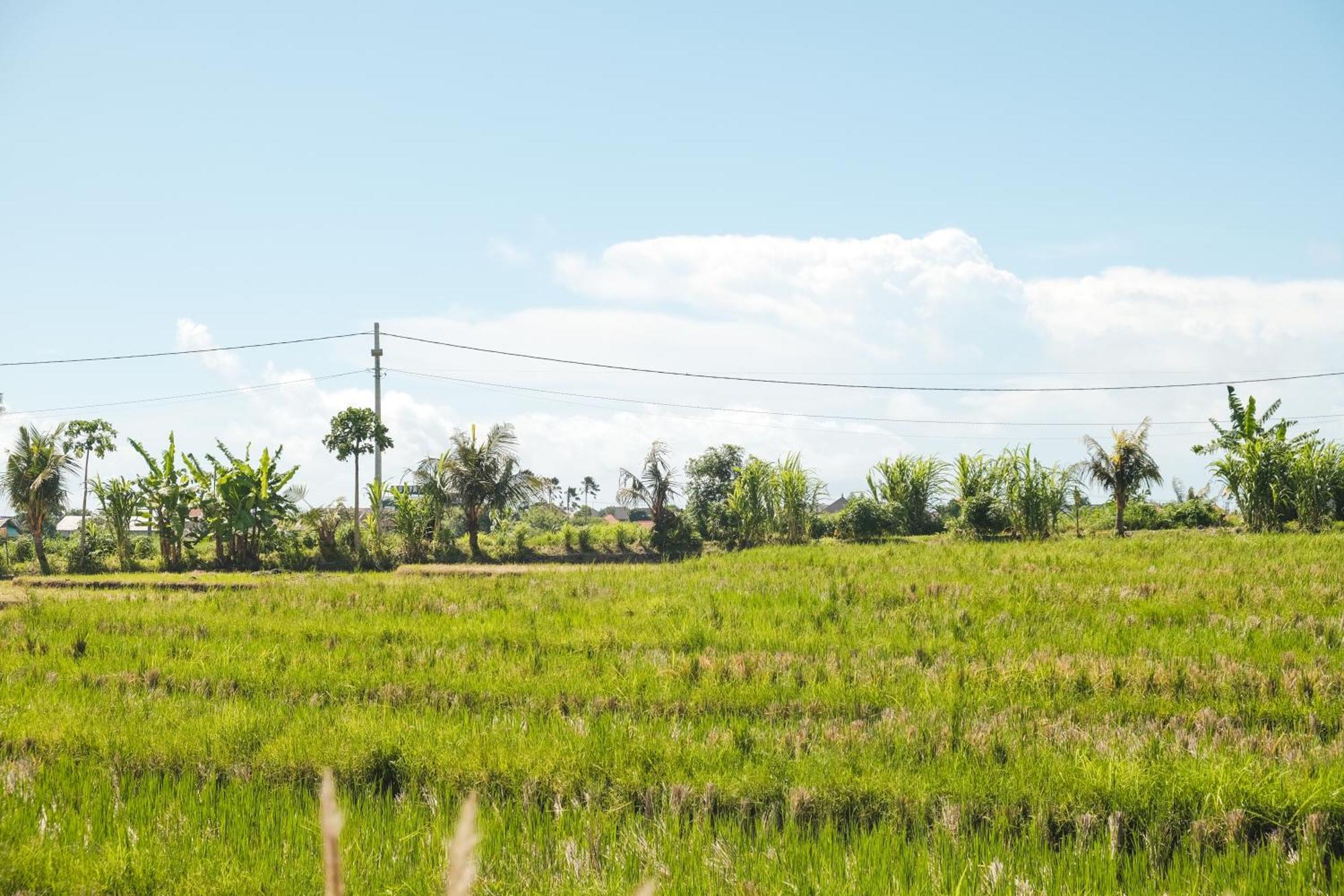 Padi Villa Canggu تْشانغو المظهر الخارجي الصورة